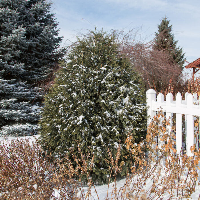 Technito Arborvitae | Thuja occidentalis 'BailJohn'