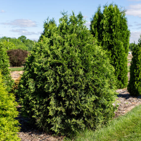 Technito Arborvitae | Thuja occidentalis 'BailJohn'