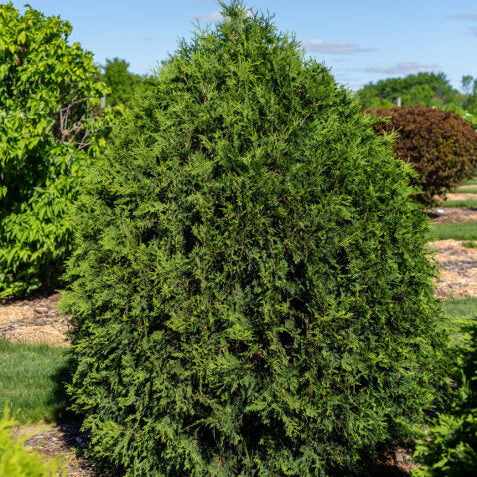 Technito Arborvitae | Thuja occidentalis 'BailJohn'