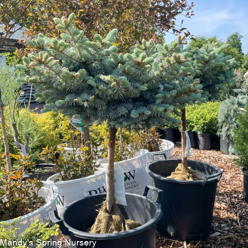 Thume Blue Spruce Tree-Form STD | Picea pungens 'Thume'