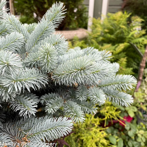 Thume Blue Spruce Tree-Form STD | Picea pungens 'Thume'