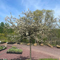 Tina Crabapple | Malus Tina'