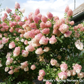 Vanilla Strawberry Hydrangea Tree | Hydrangea paniculata 'Renhy'