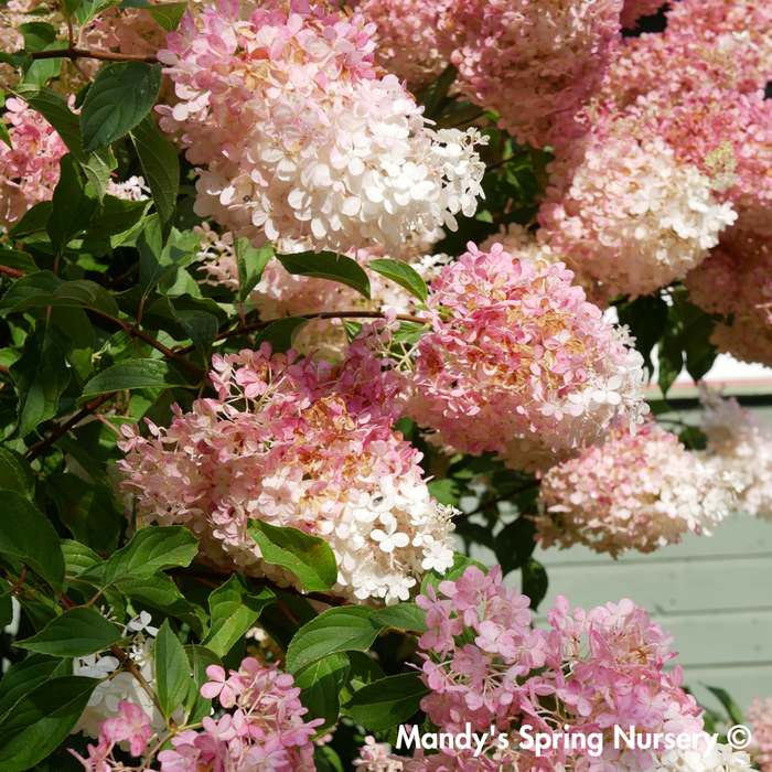 Vanilla Strawberry Hydrangea Tree | Hydrangea paniculata 'Renhy'