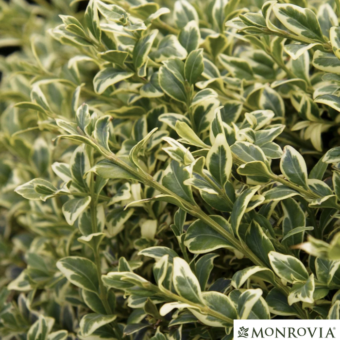 Variegated Boxwood | Buxus variegata