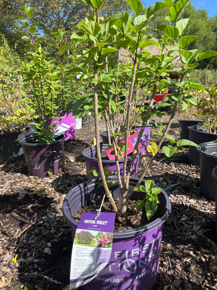 Virtual Violet® First Editions® Lilac | Syringa