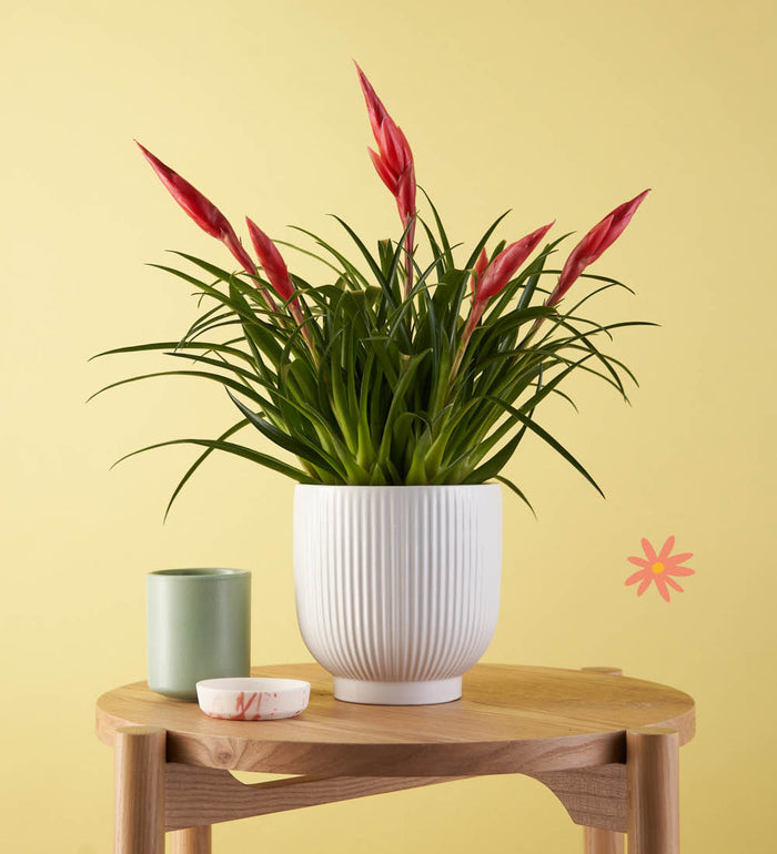 Vriesea Astrid