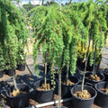 Weeping Larch | Larix decidua 'Pendula'
