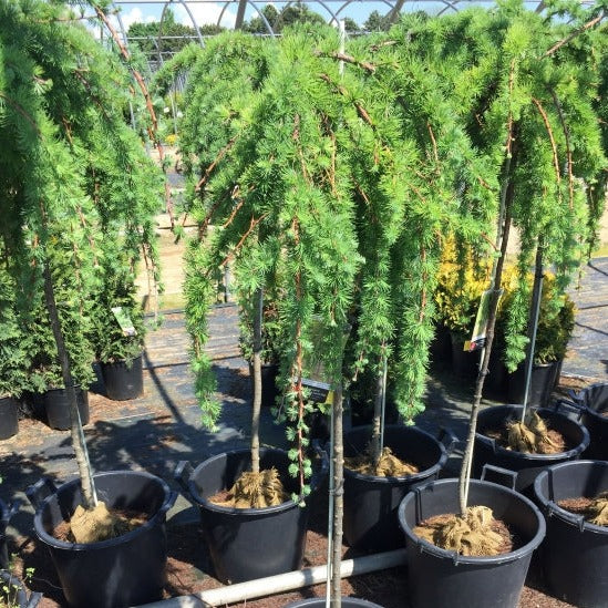 Weeping Larch | Larix decidua 'Pendula'