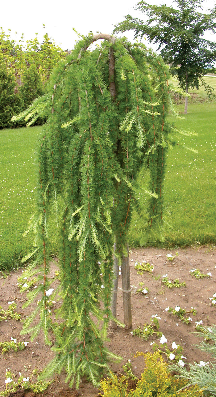 Weeping Larch | Larix decidua 'Pendula'