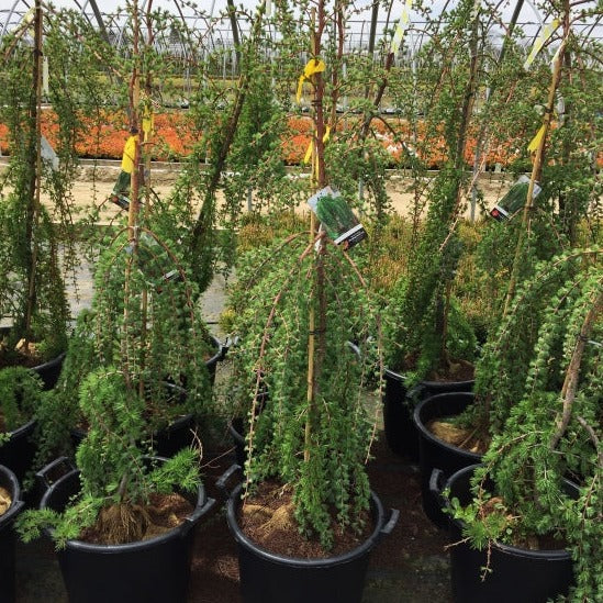 Weeping Larch | Larix decidua 'Pendula'