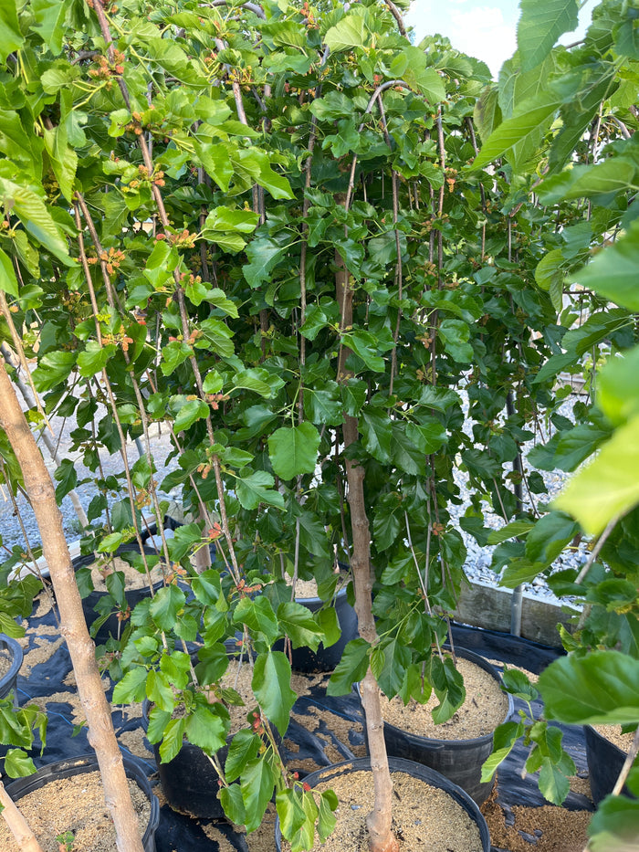 Weeping Mulberry Tree (Black Mulberry - Fruit Producing)