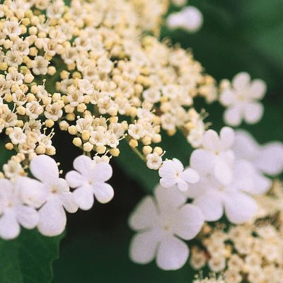 Wentworth American Cranberrybush | Viburnum trilobum
