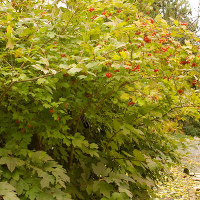 Wentworth American Cranberrybush | Viburnum trilobum