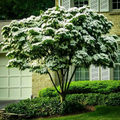 White Kousa Dogwood Tree | Cornus kousa ssp. chinensis