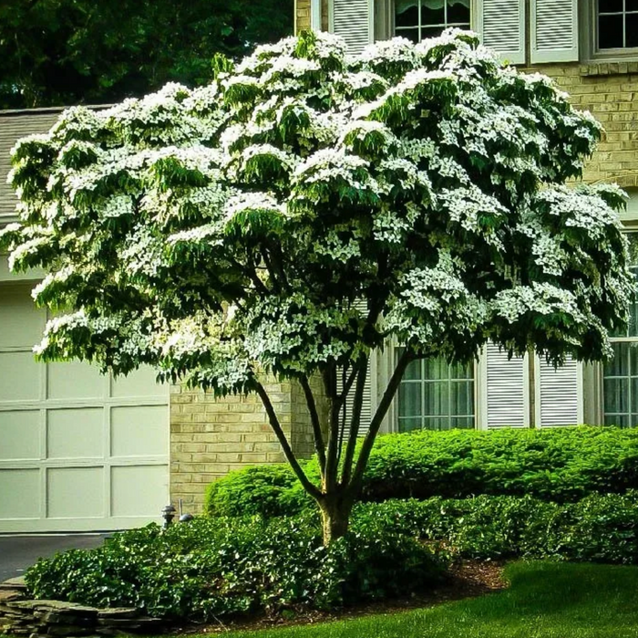 White Kousa Dogwood Tree | Cornus kousa ssp. chinensis