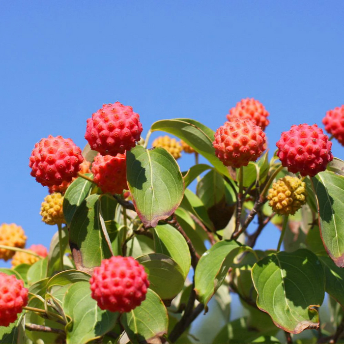 White Kousa Dogwood Tree | Cornus kousa ssp. chinensis