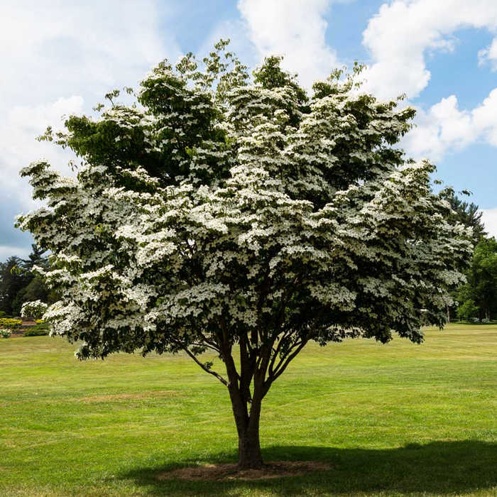 White Kousa Dogwood Tree | Cornus kousa ssp. chinensis