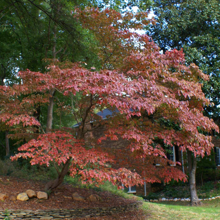 White Kousa Dogwood Tree | Cornus kousa ssp. chinensis