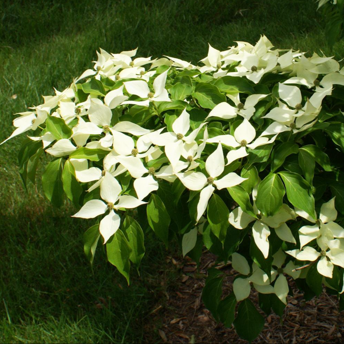 White Kousa Dogwood Tree | Cornus kousa ssp. chinensis