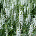 White Wands Spike Speedwell | Veronica