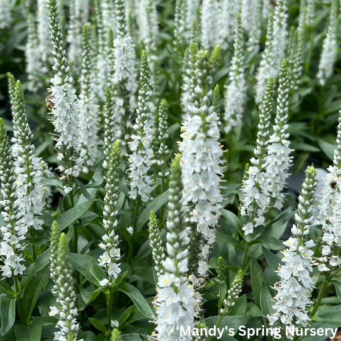 White Wands Spike Speedwell | Veronica