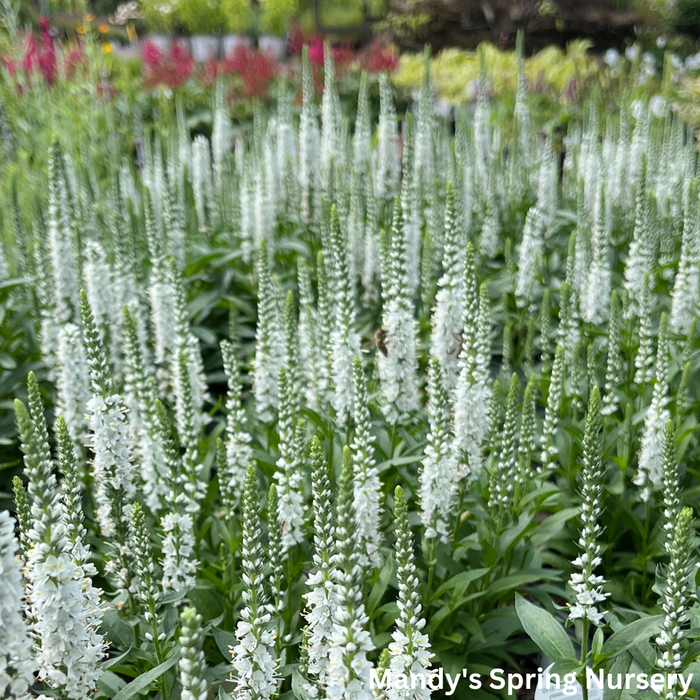 White Wands Spike Speedwell | Veronica