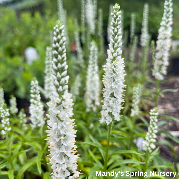 White Wands Spike Speedwell | Veronica