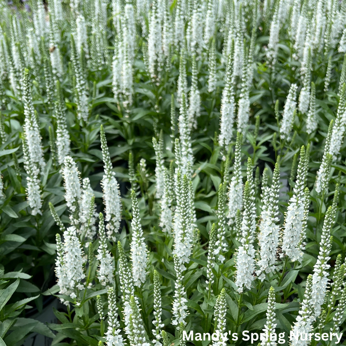 White Wands Spike Speedwell | Veronica