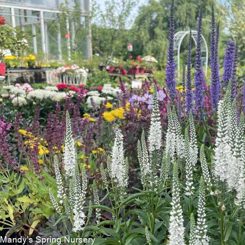 White Wands Spike Speedwell | Veronica