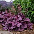 'Wild Rose' Coral Bells | Heuchera