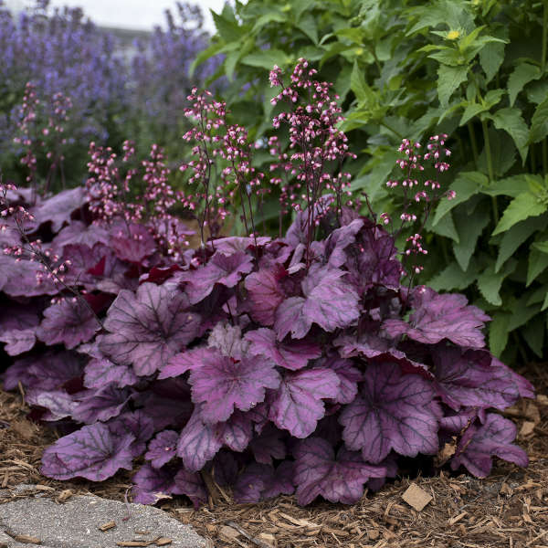 'Wild Rose' Coral Bells | Heuchera