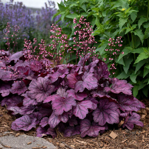'Wild Rose' Coral Bells | Heuchera
