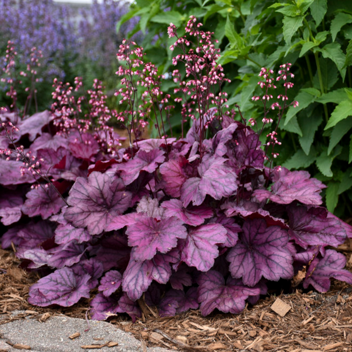 'Wild Rose' Coral Bells | Heuchera