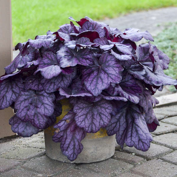 'Wild Rose' Coral Bells | Heuchera