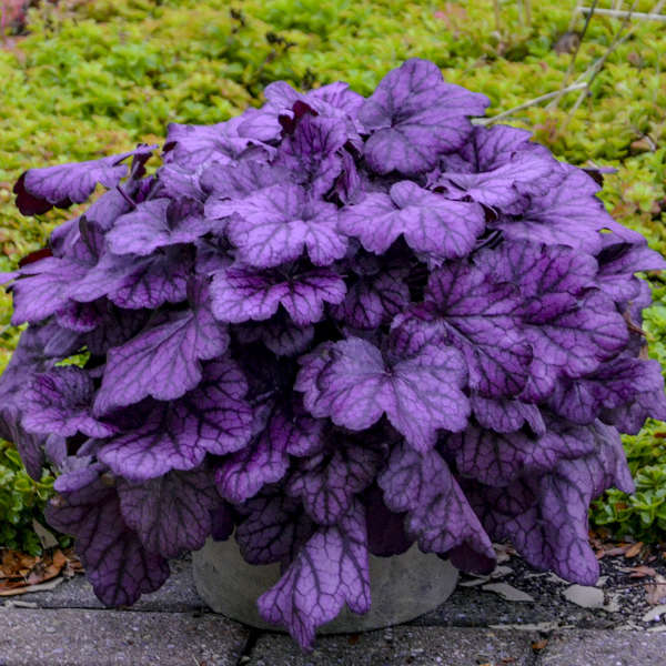 'Wild Rose' Coral Bells | Heuchera