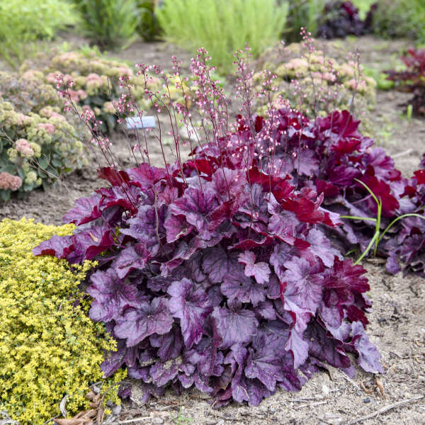 'Wild Rose' Coral Bells | Heuchera