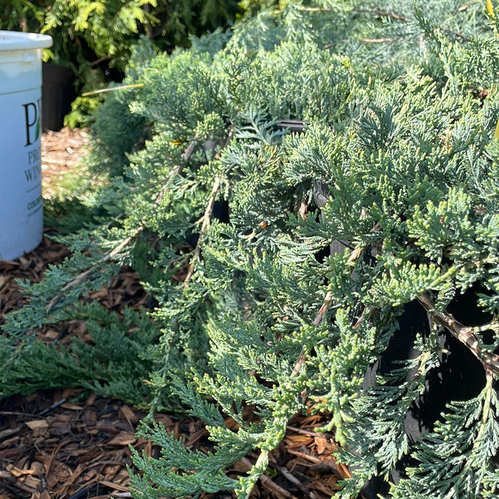 'Wiltoni' Blue Rug Juniper | Juniperus horizontalis