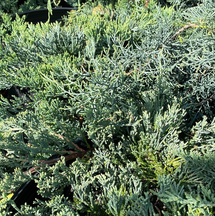 'Wiltoni' Blue Rug Juniper | Juniperus horizontalis