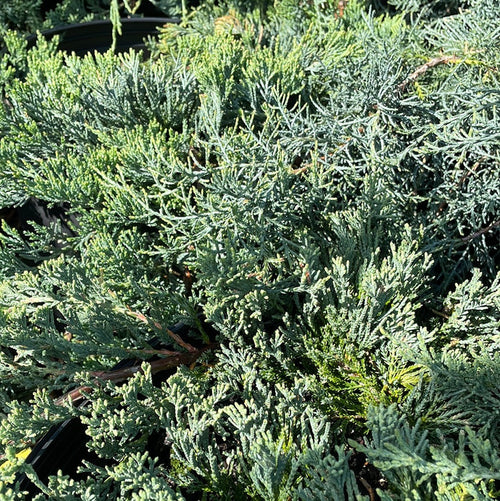 'Wiltoni' Blue Rug Juniper | Juniperus horizontalis