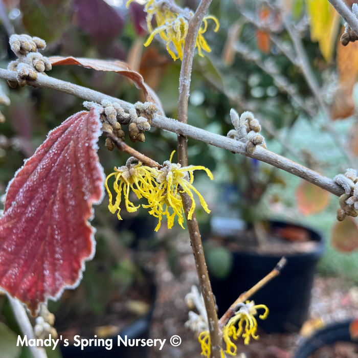 Witch Hazel | Hamamelis virginiana