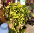 Yellow Zebra Tradescantia | Tradescantia zebrina 'Yellow Zebra'