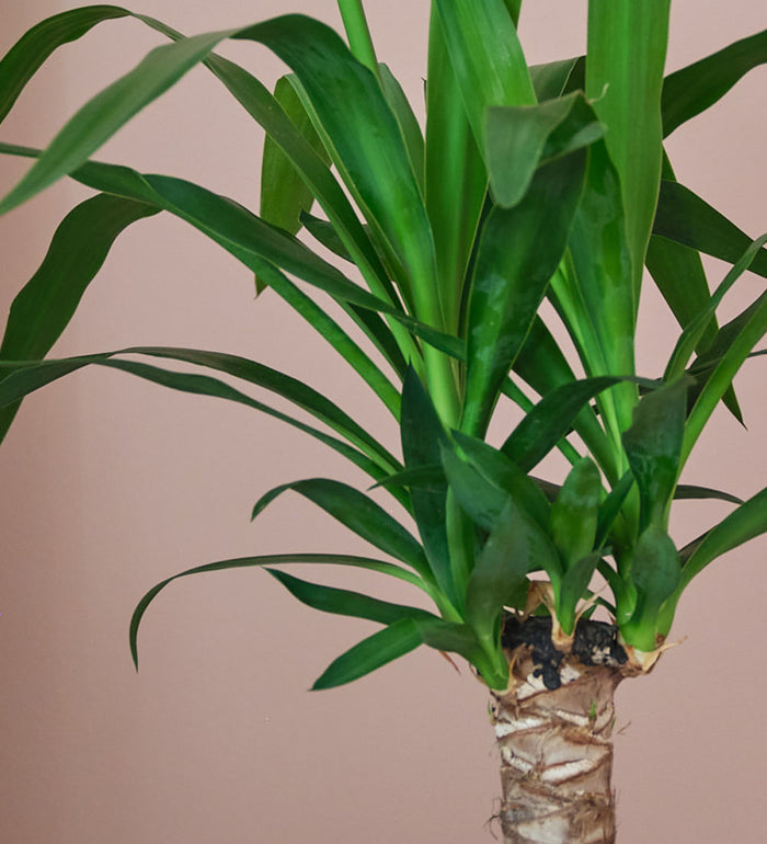 Yucca Plant