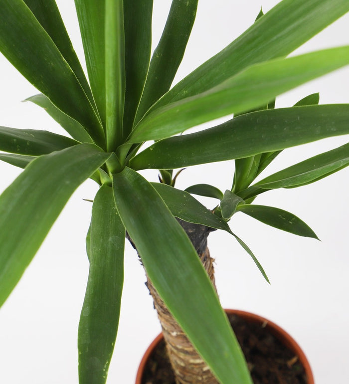 Yucca Plant