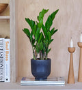 ZZ Plant