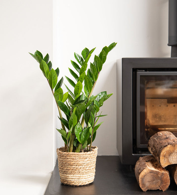 ZZ Plant